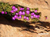 Kalbarri NP - Wildflowers